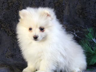 Pomeranian dogs Pearl - Ad 28
