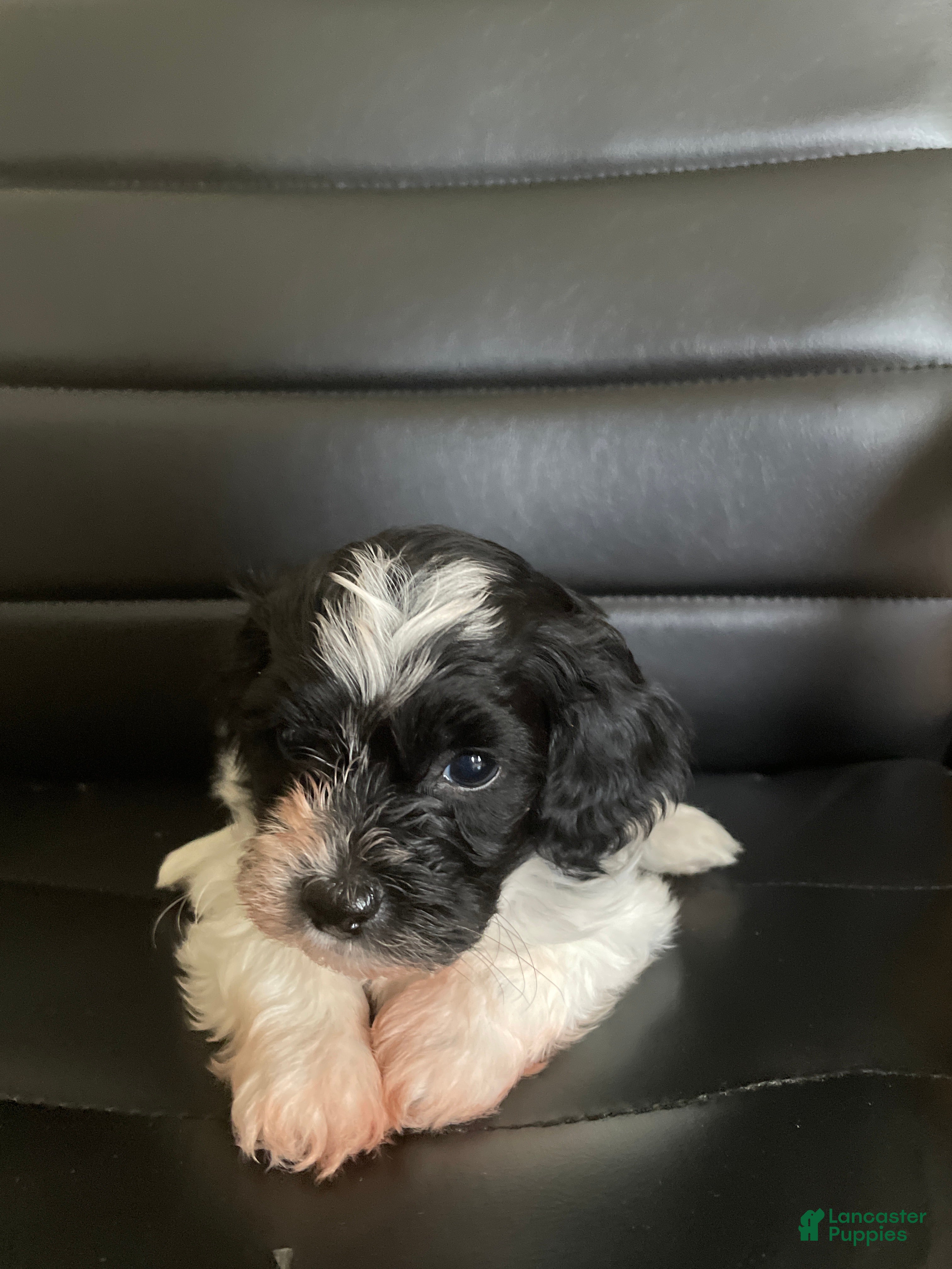 Shihpoo dogs Shihpoo 3 - Ad 1