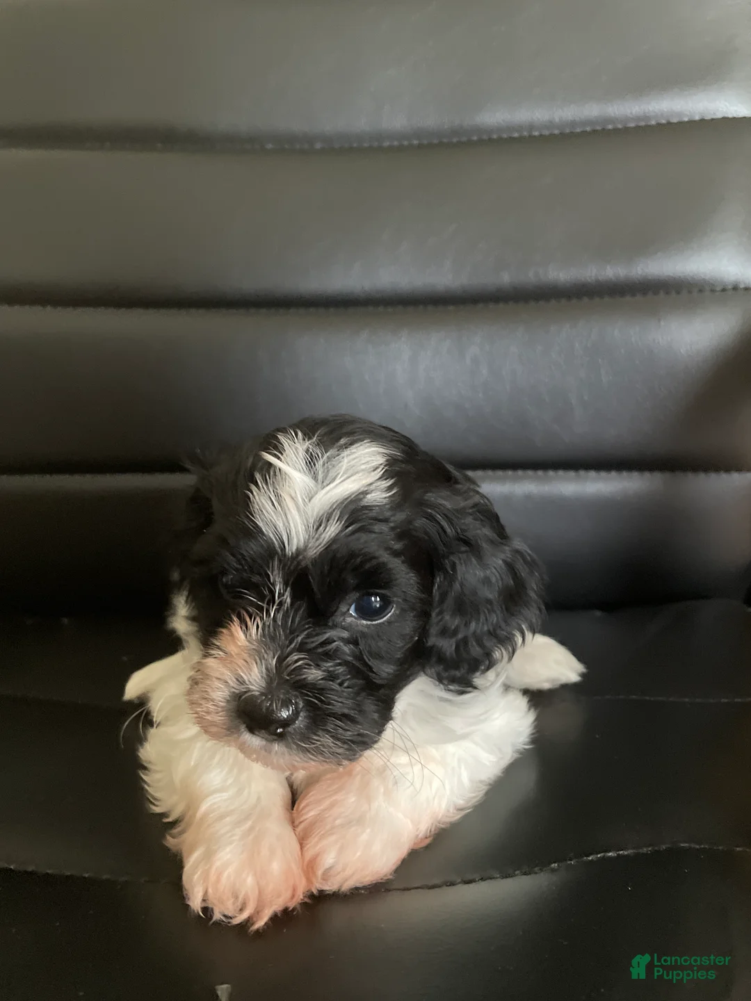Shihpoo dogs for sale: Shihpoo 3 - Ad 1