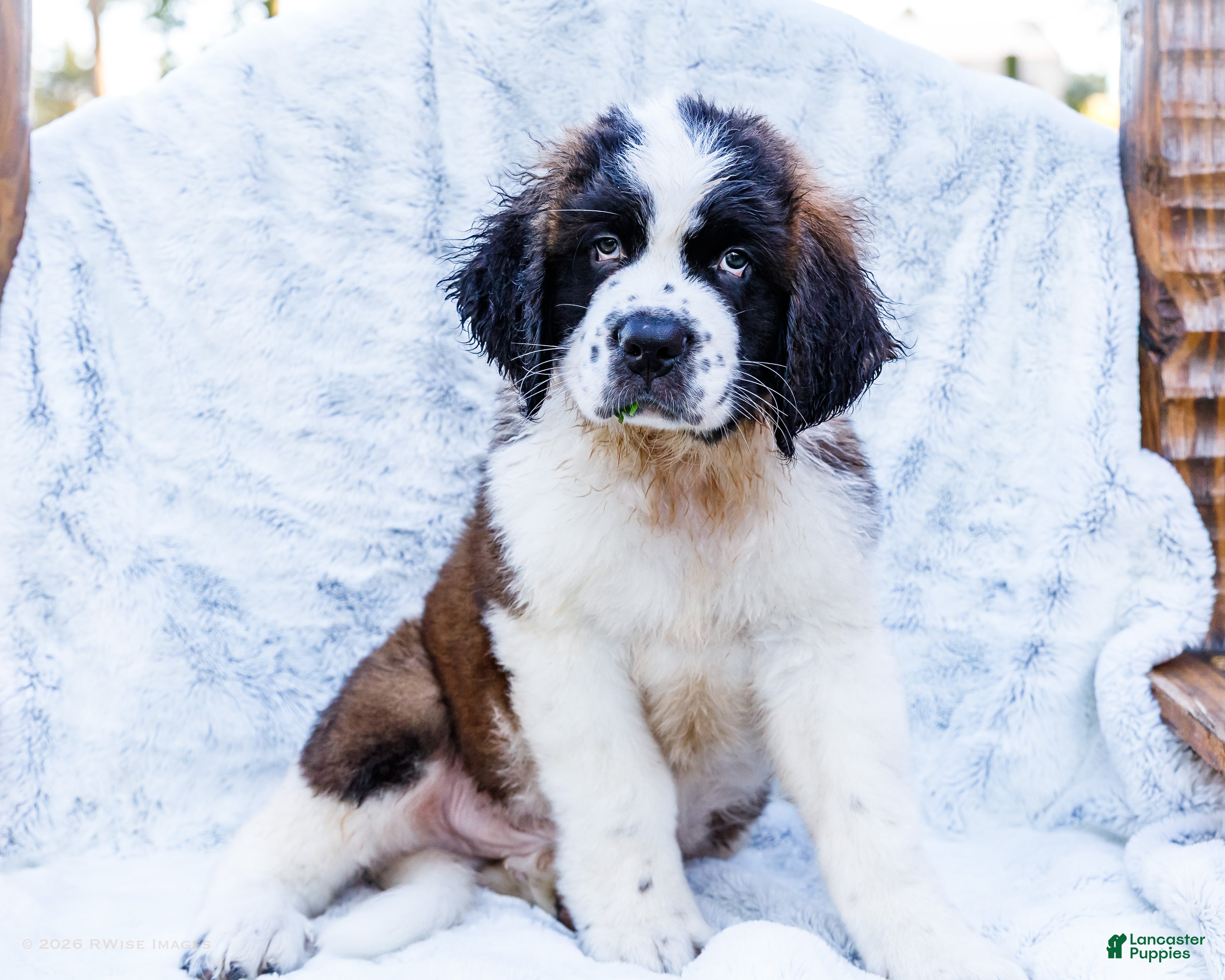 Saint Bernard dogs Cody - Ad 1