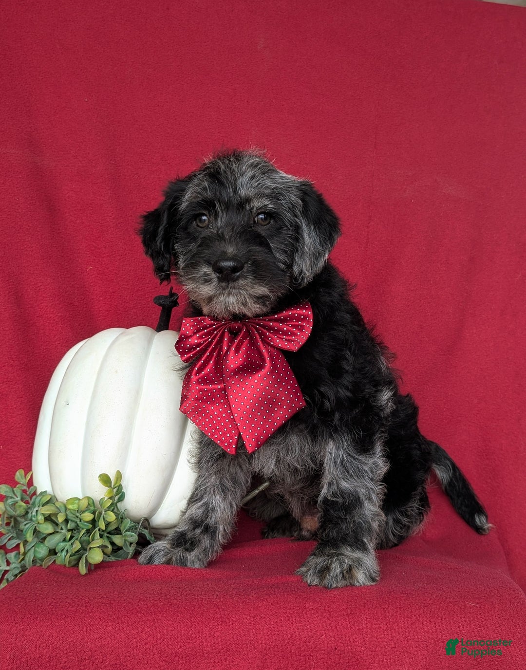 Labradoodle dogs for sale: Whitmoor Hypoallergenic - Ad 2