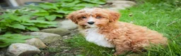 Cavapoo dogs for sale: Herbie - Ad 3