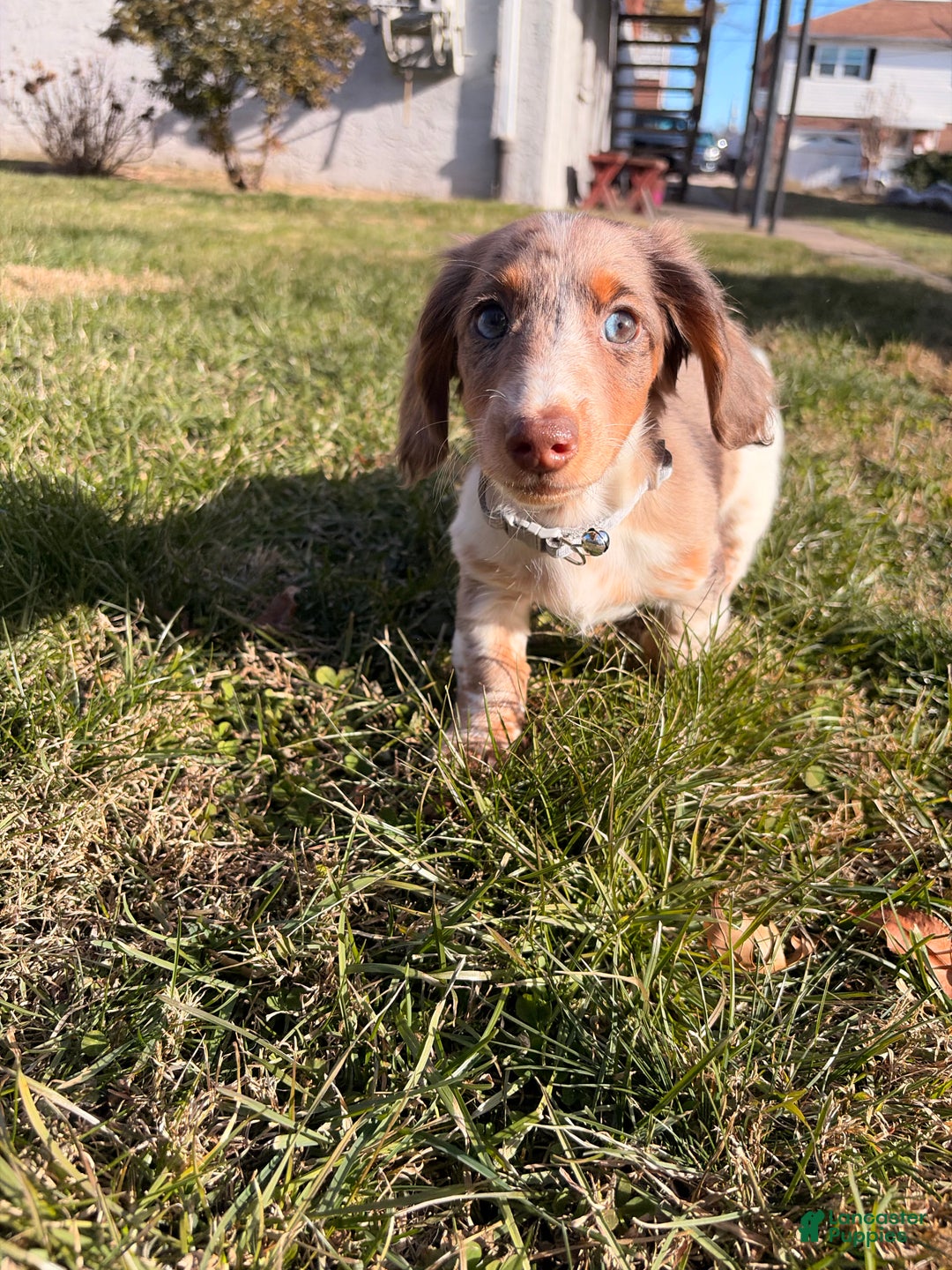 Miniature Dachshund dogs for sale: Scrappy doo - Ad 3