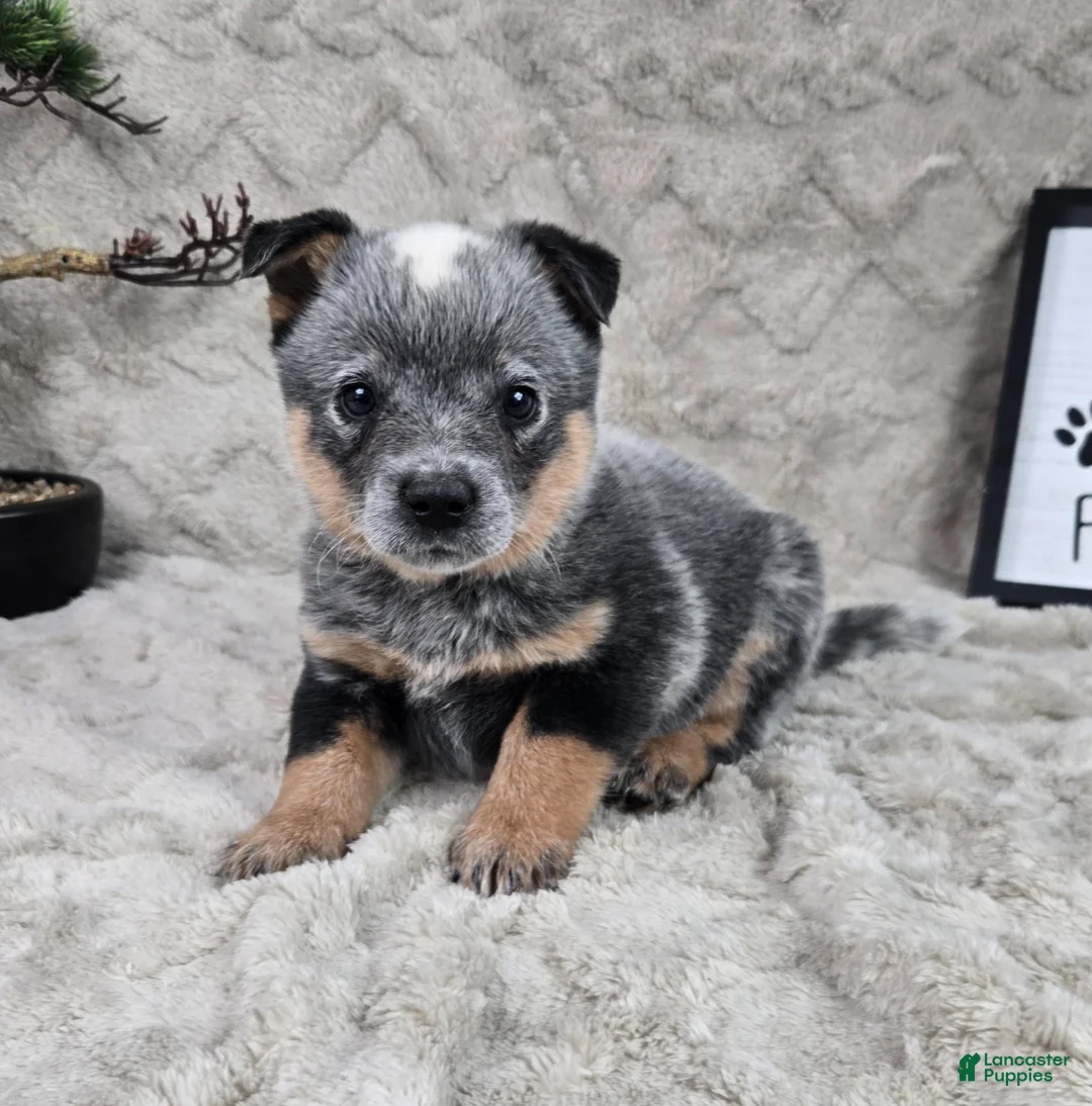 Australian Cattle Dog dogs for sale: Harrison - Ad 2