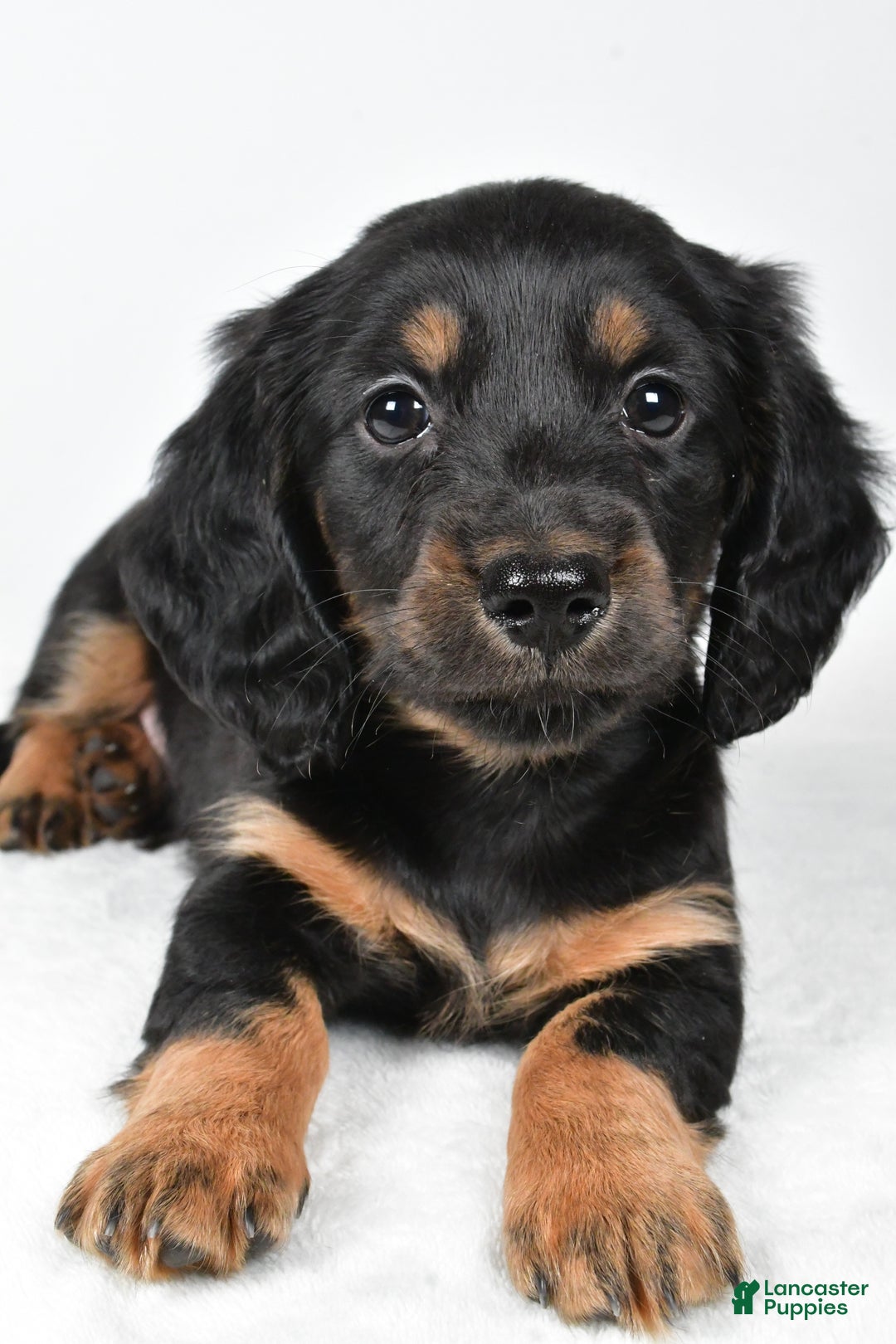 Miniature Dachshund dogs for sale: Dante - Ad 11