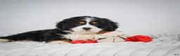 Miniature Bernese Mountain Dog dogs for sale: Chase - Ad 6