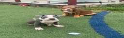 American Pit Bull Terrier dogs for sale: Blue- Banks - Ad 13