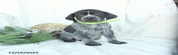 German Shorthaired Pointer dogs for sale: Dreamer - Ad 4
