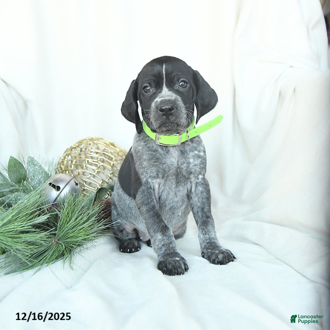 German Shorthaired Pointer dogs for sale: Dreamer - Ad 4