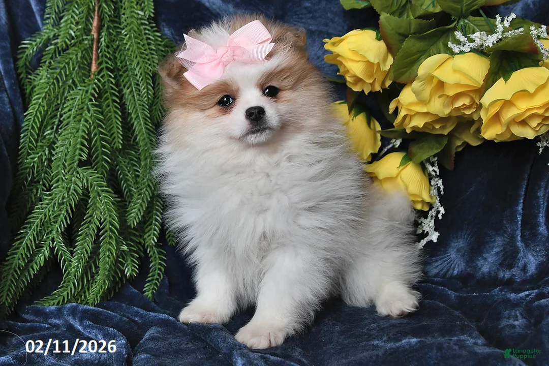 Pomeranian dogs for sale: Marble - Ad 4