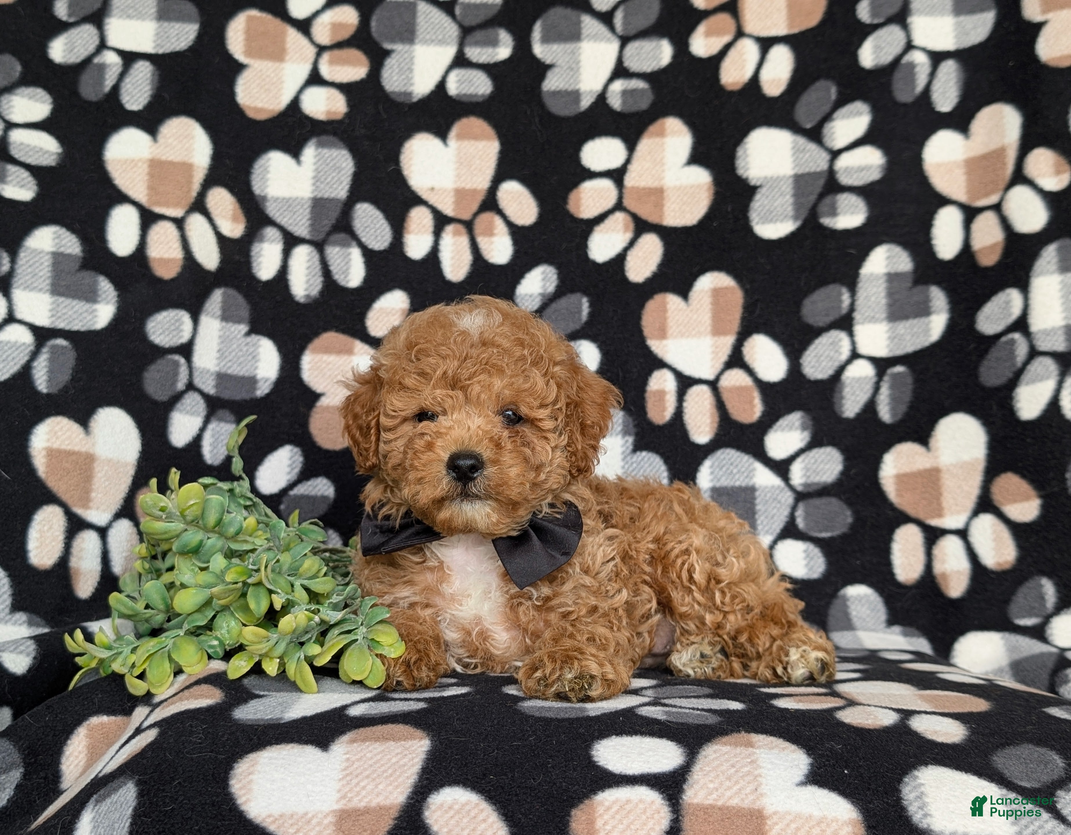 Miniature Poodle dogs for sale: Nyle - Ad 7