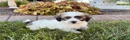 Mixed Breed dogs for sale: Lhasa/Coton male 4 - Ad 7