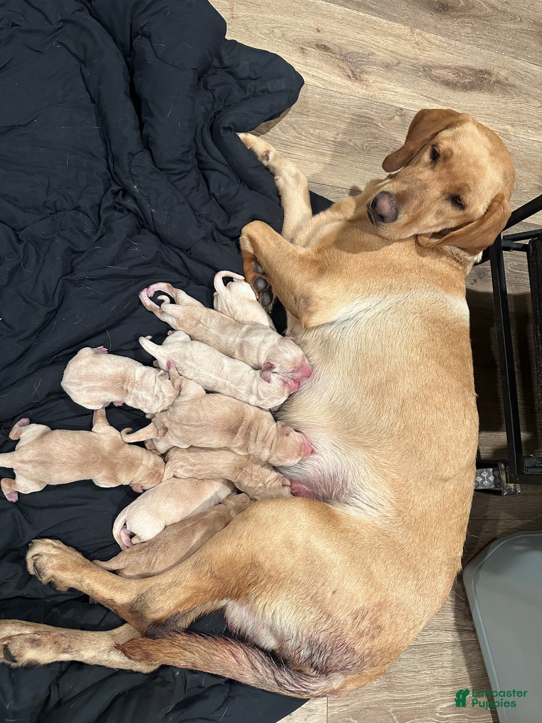 Labrador Retriever dogs for sale: Labrador Retriever Puppy 2 - Ad 9