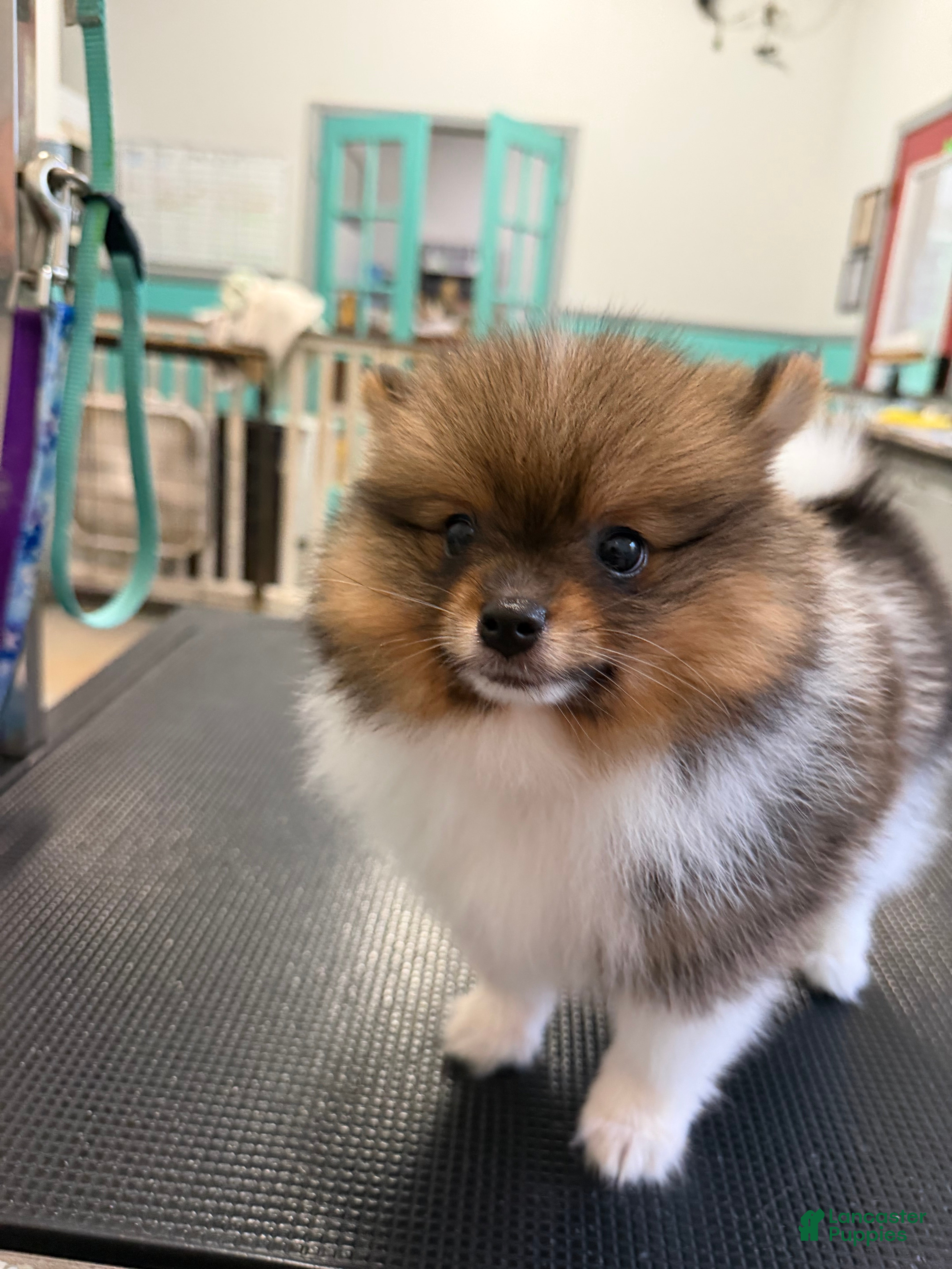 Pomeranian dogs Pinzo - Ad 10