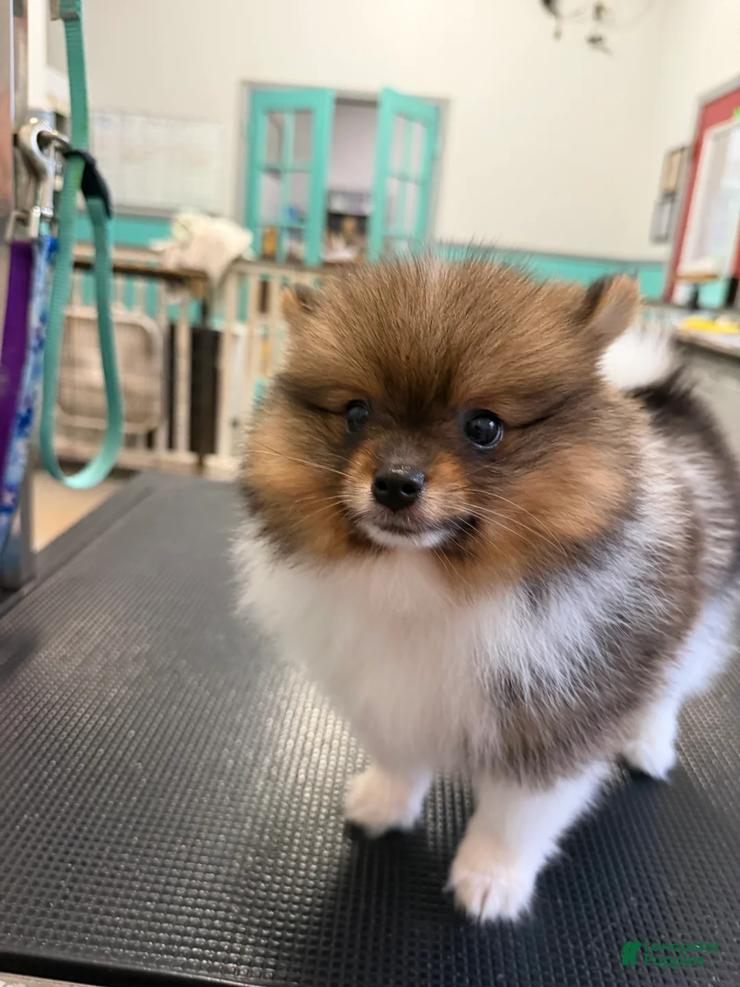 Pomeranian dogs for sale: Pinzo - Ad 1