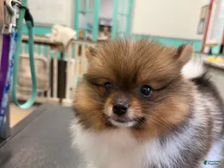 Pomeranian dogs Pinzo - Ad 10