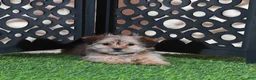 Shorkie dogs for sale: Minnie Cutest Little Female Shorkie Puppy - Ad 3