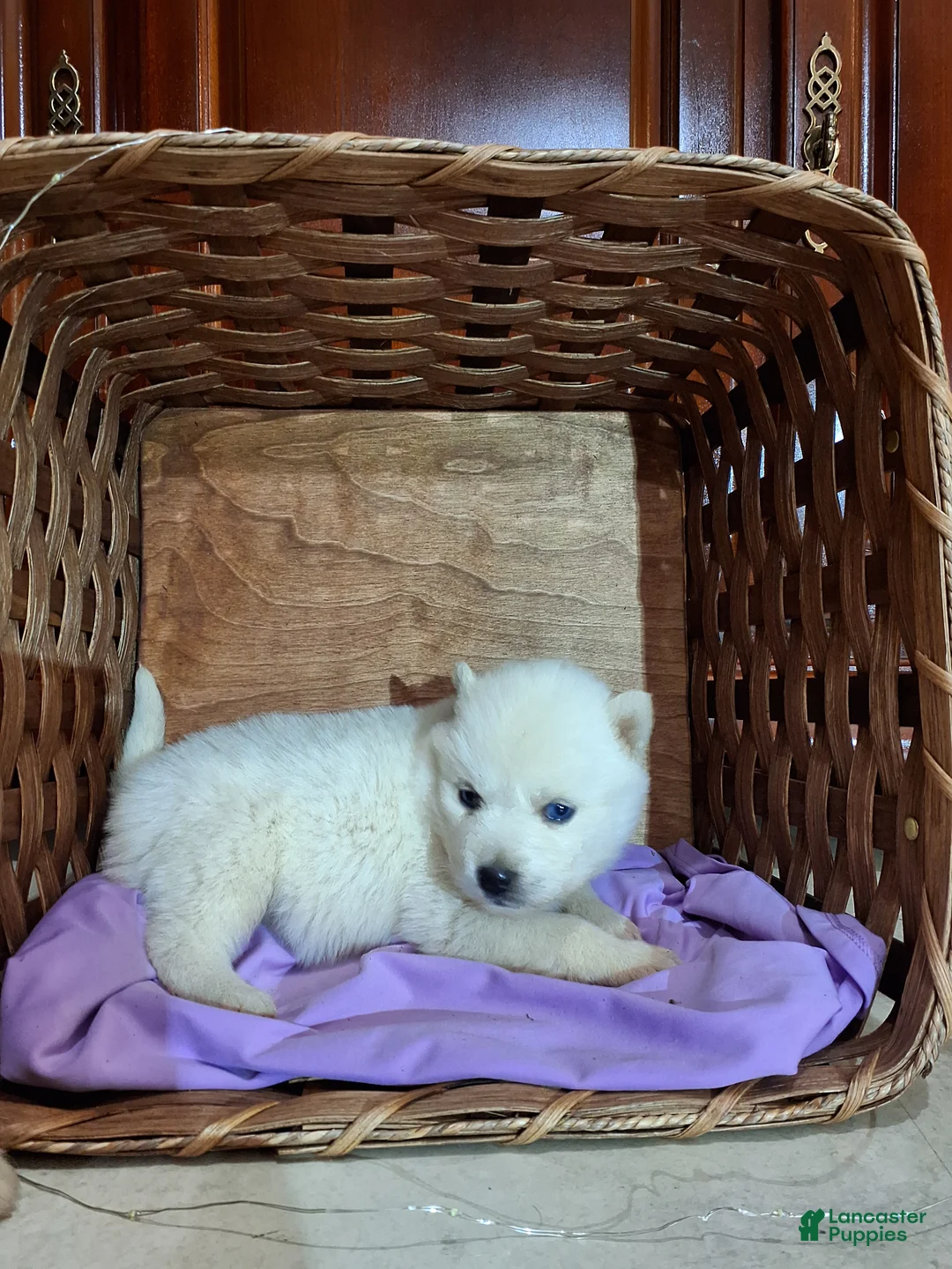 Pomsky dogs for sale: Darci - Ad 1