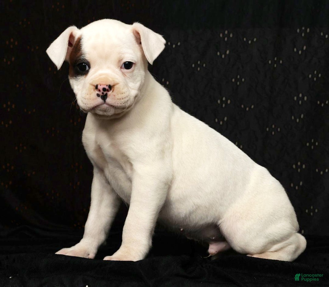 Boxer dogs for sale: Winchester - Ad 5