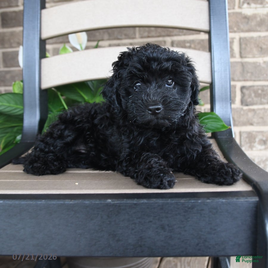 Havapoo dogs Ayla - Ad 2