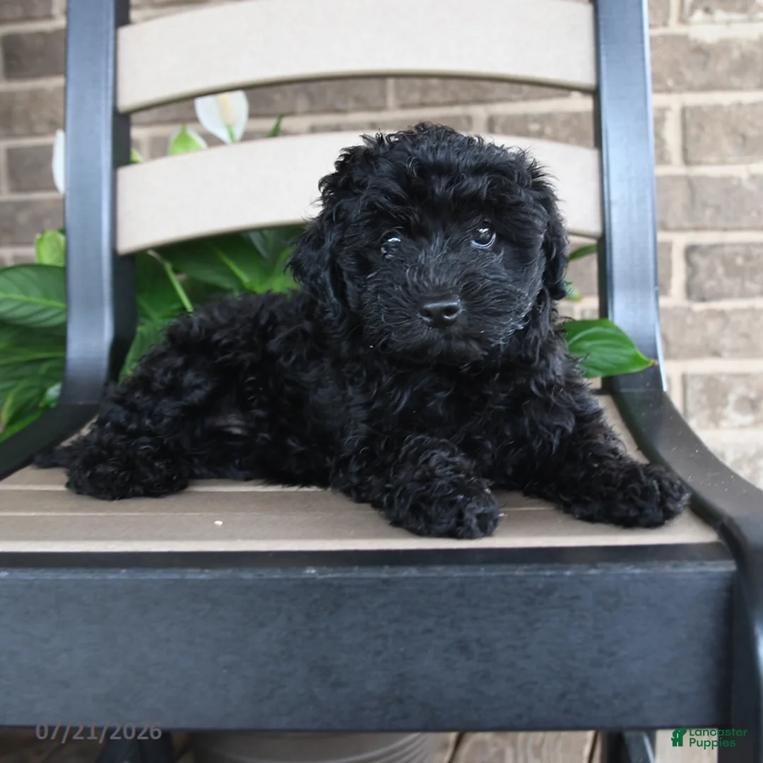 Havapoo dogs for sale: Ayla - Ad 2