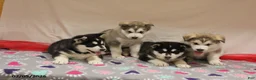 Alaskan Malamute dogs for sale: Shadow - Ad 6