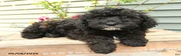 Shihpoo dogs for sale: Poppy - Ad 3