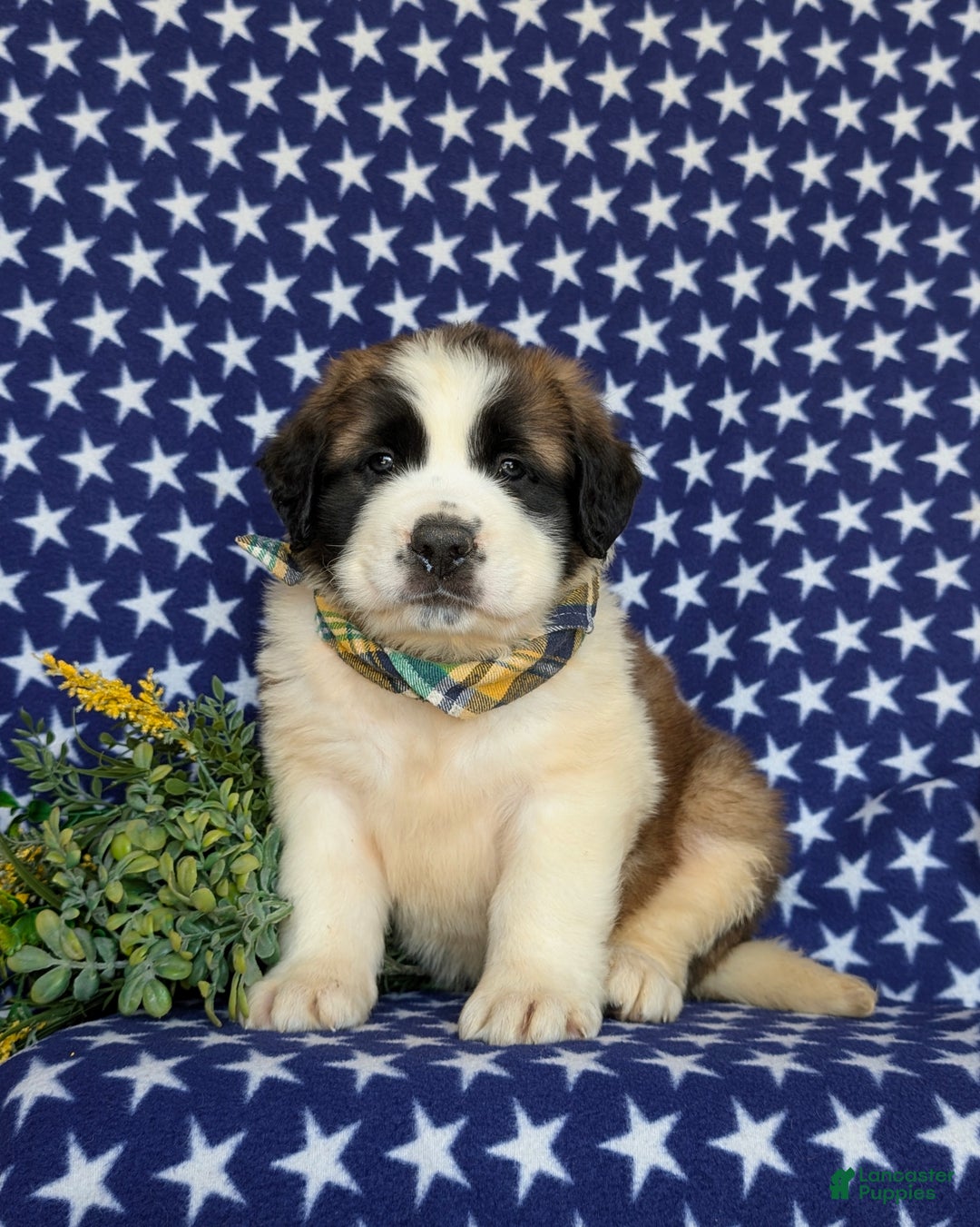 Saint Bernard litter of puppies for sale in Quarryville