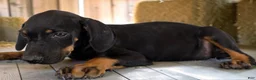 Catahoula Leopard Dog dogs for sale: Tracy II 2026 Male 3 - Ad 6