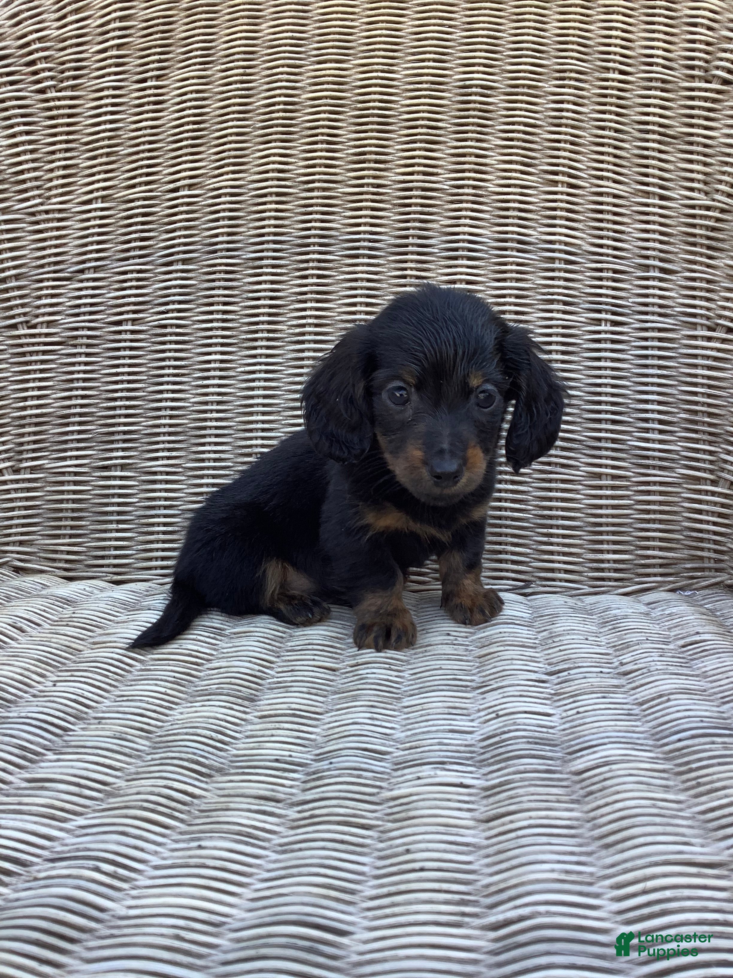 Dachshund dogs Rocky - Ad 1