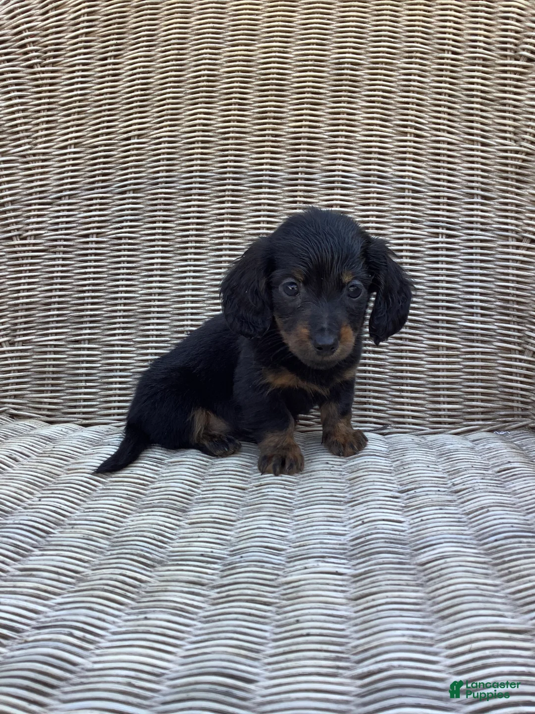 Dachshund dogs for sale: Rocky - Ad 1