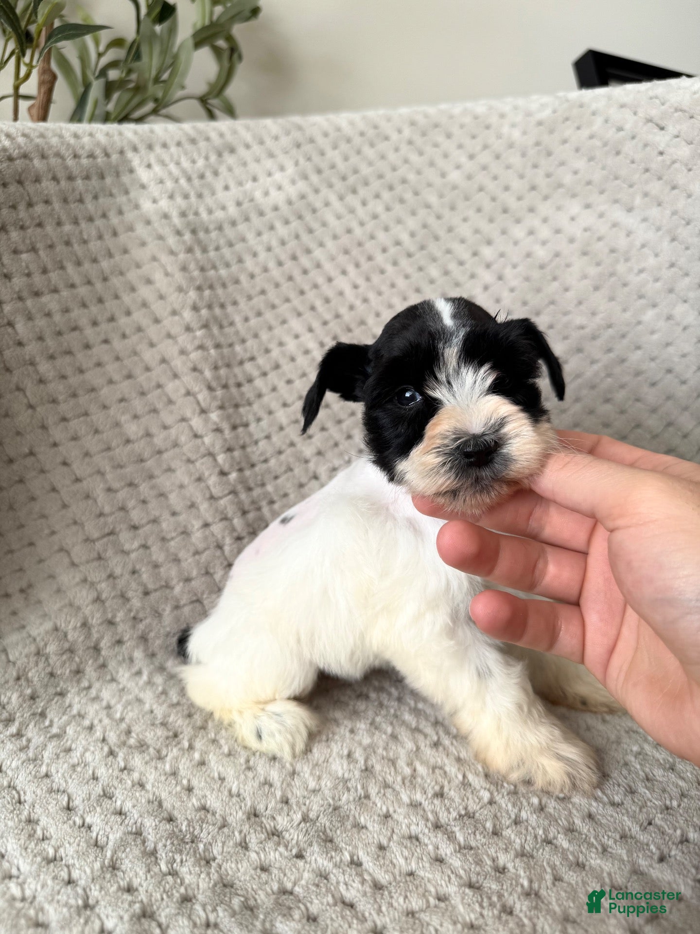 Miniature Schnauzer dogs Allison  - Ad 35
