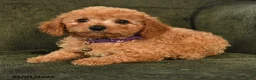 Cavapoo dogs for sale: Irene - Ad 3
