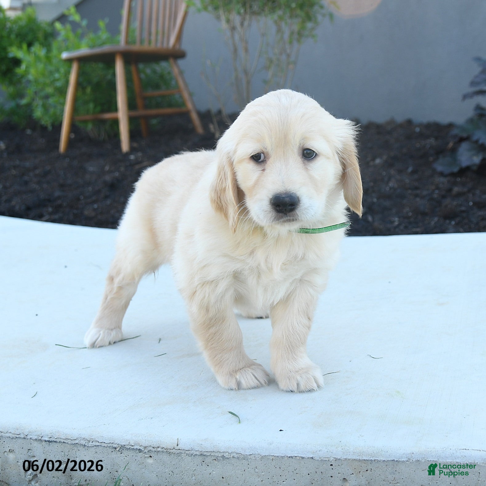 Golden Retriever dogs Willow - Ad 1