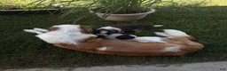 Saint Bernard dogs for sale: Akc Neon Green  - Ad 3