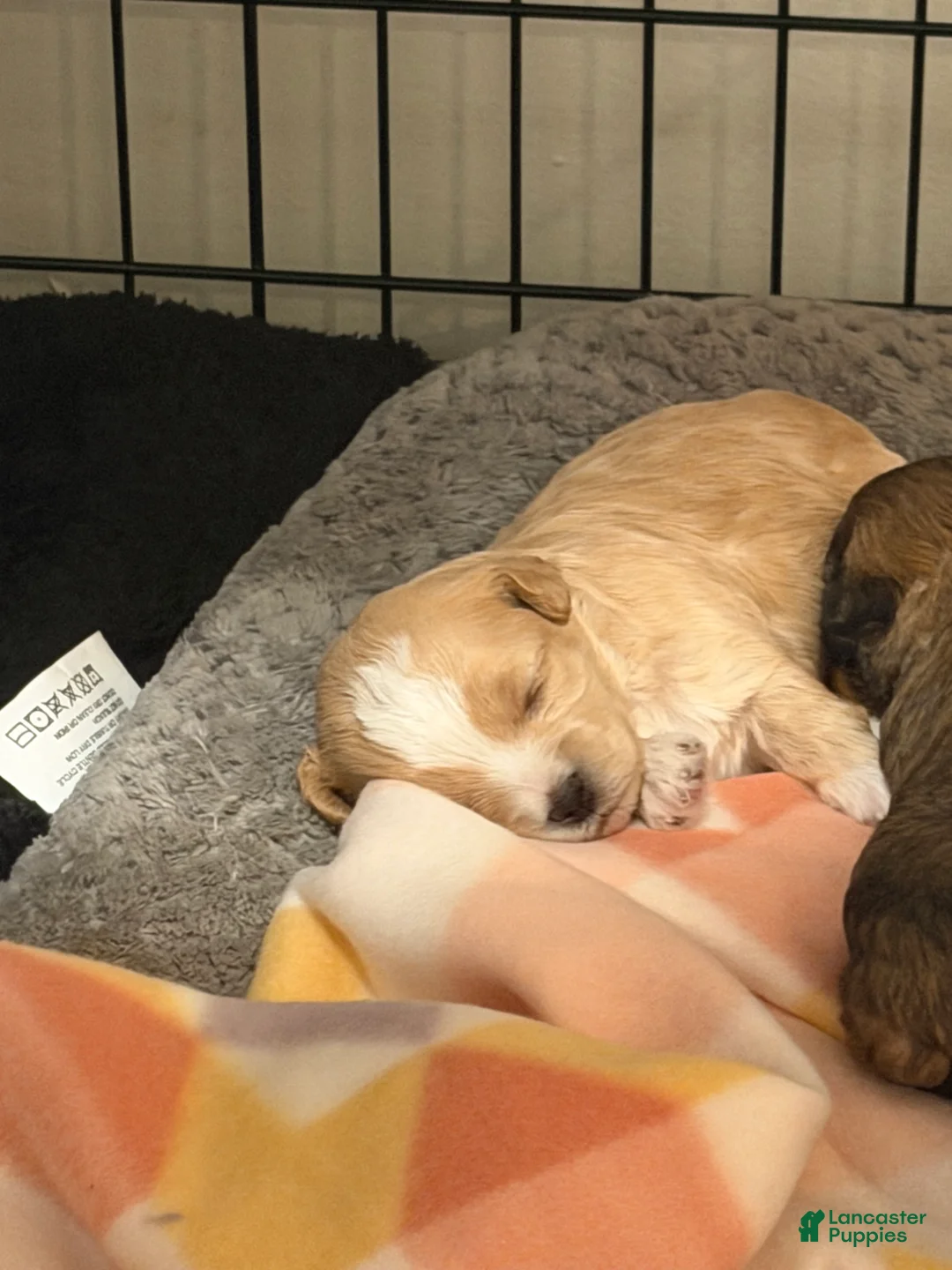 Mixed Breed dogs for sale: Sarah  - Ad 3