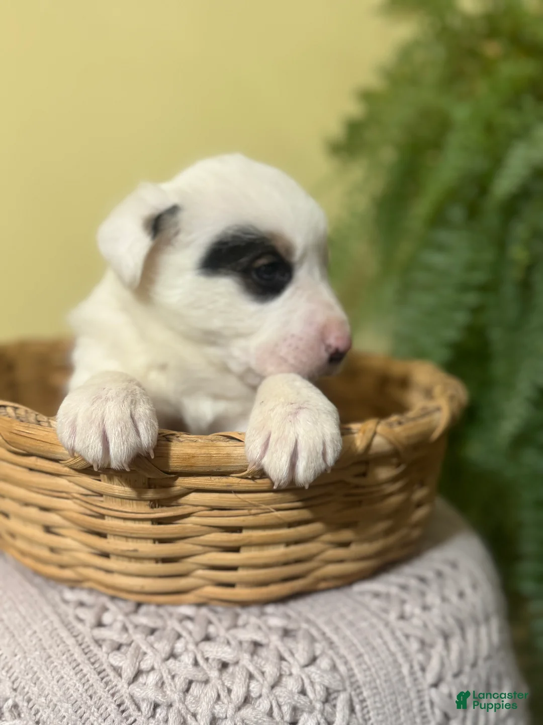 Mixed Breed dogs for sale: Bandit - Ad 8