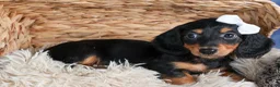 Miniature Dachshund dogs for sale: 🐾 MEET VIKING 🐶❤️ - Ad 6