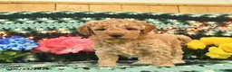 Mini Goldendoodle dogs for sale: Goldilocks  - Ad 3