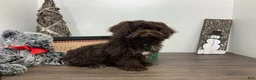 Shihpoo dogs for sale:  Tommy - Ad 3