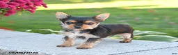 Yorkshire Terrier dogs for sale: Zoey - Ad 4