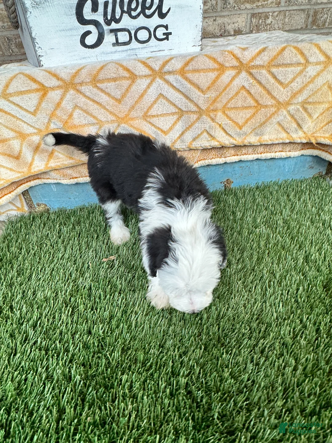 Mixed Breed dogs for sale: Norris - Ad 5