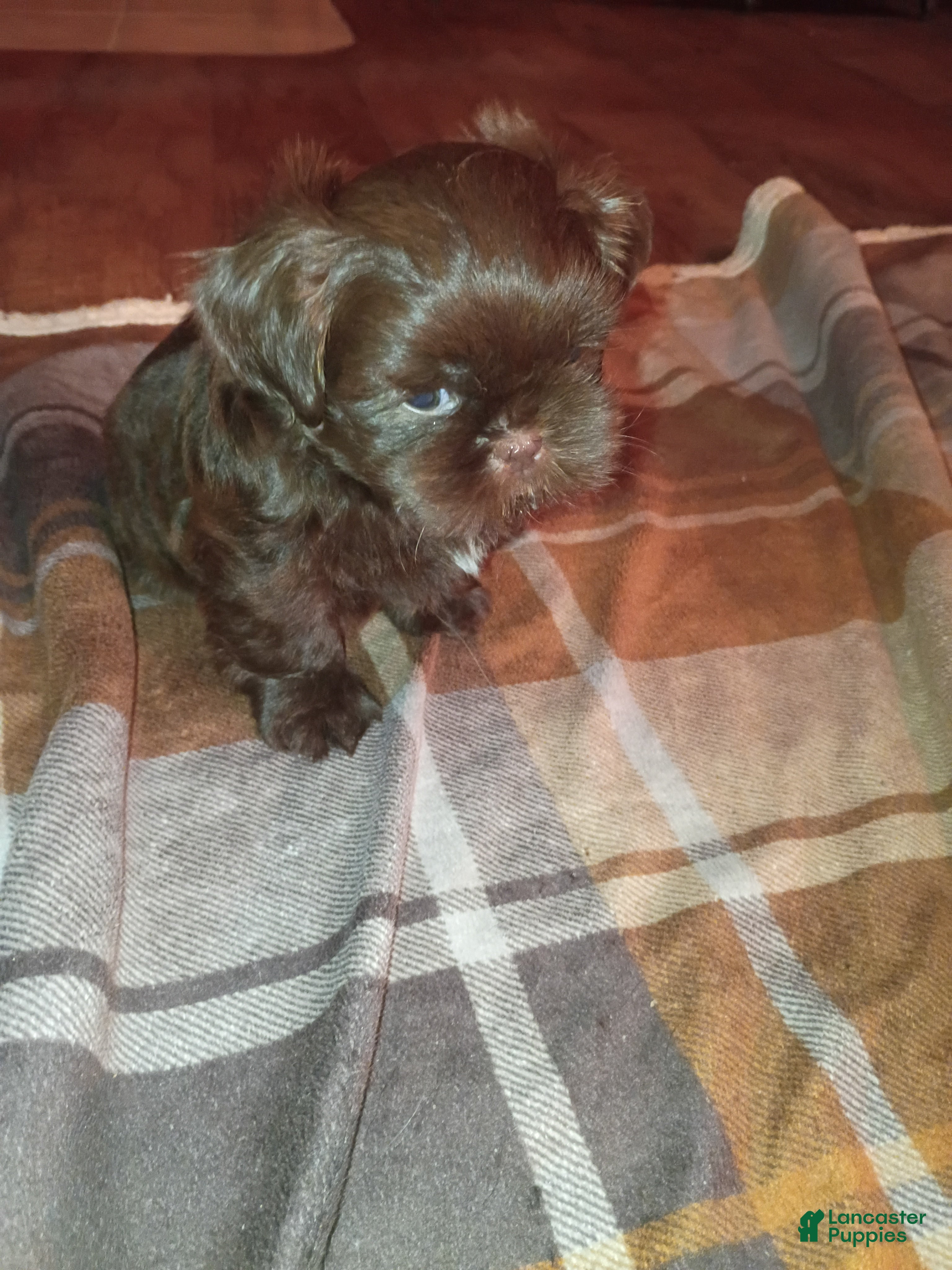 Shih Tzu dogs Shih Tzu 1 - Ad 2