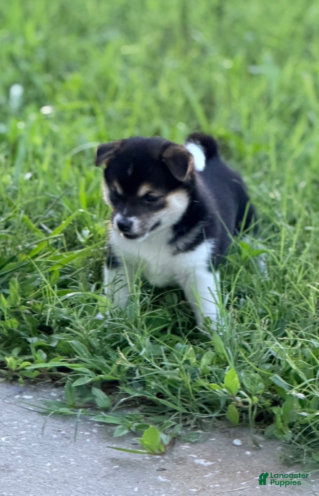 Shiba Inu dogs Shiba Inu 2 - Ad 2