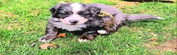Mini Bernedoodle dogs for sale: Mini Bernedoodle Puppy 3 - Ad 3