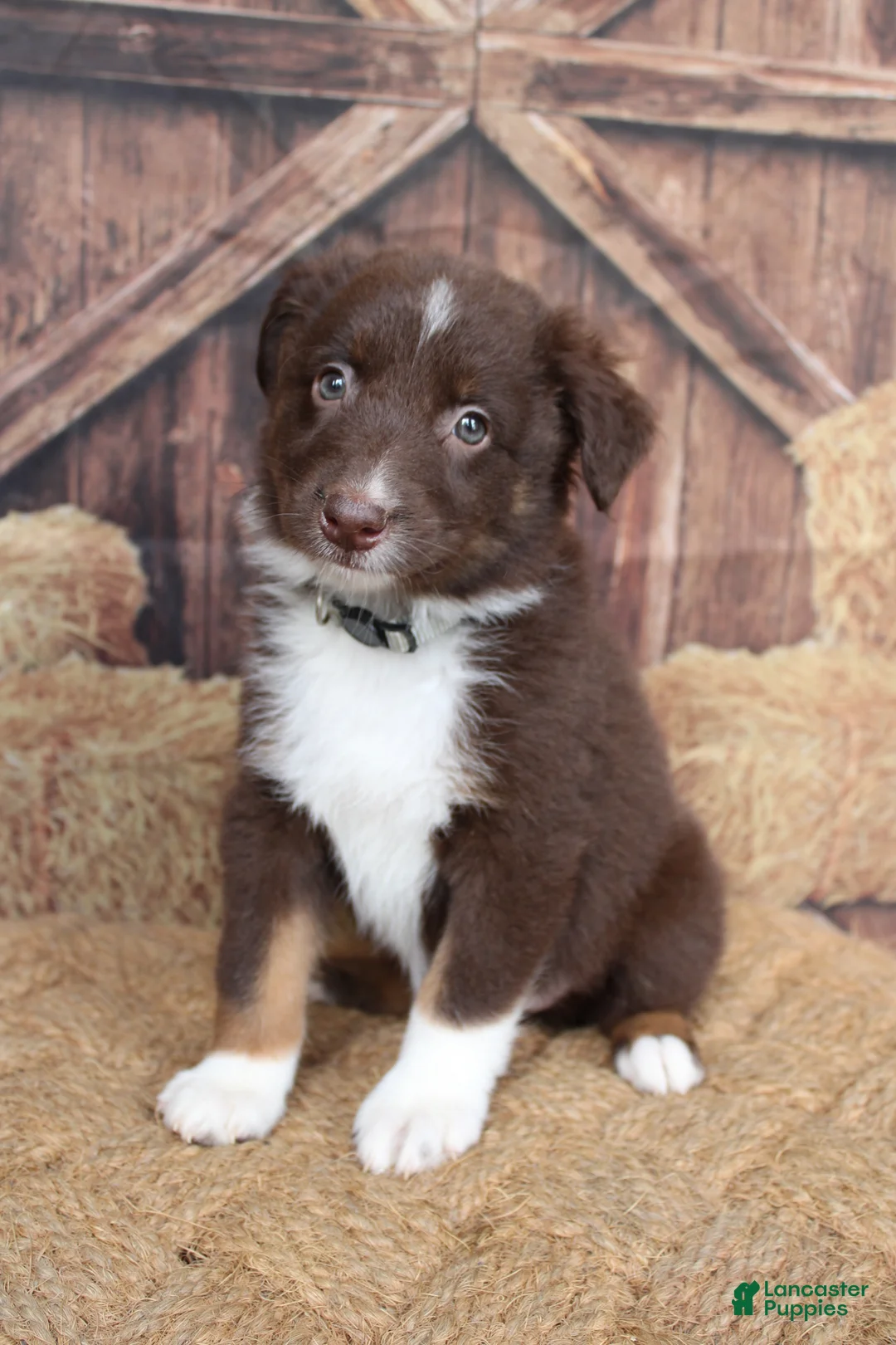 Australian Shepherd dogs for sale: Fern  - Ad 2