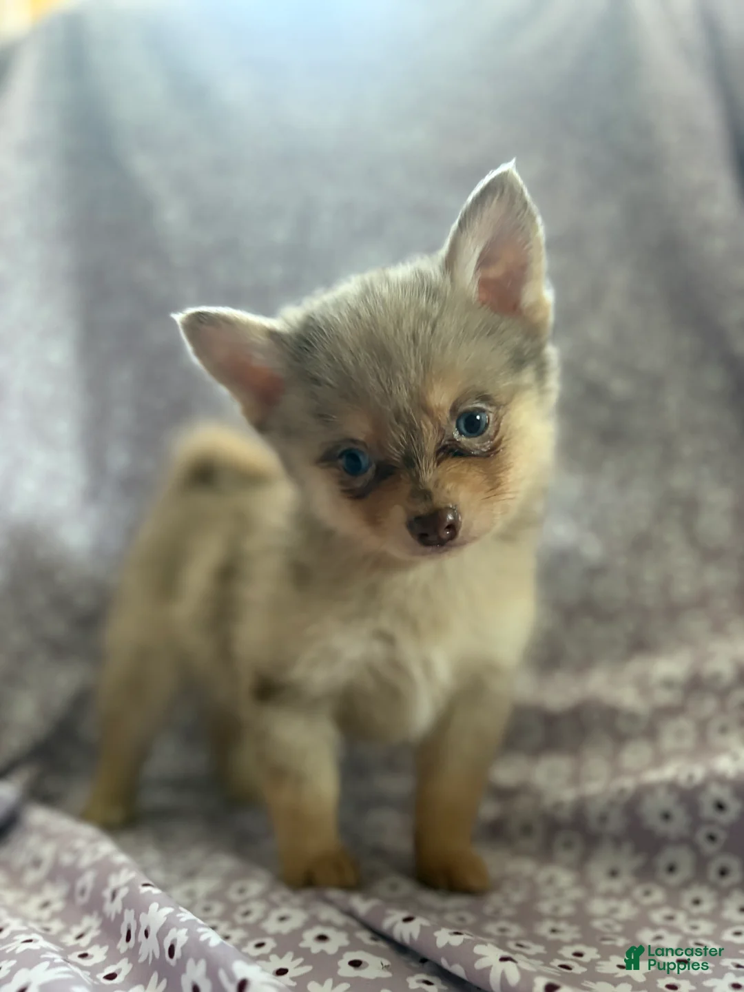 Pomsky dogs for sale: Pumba Pomsky Puppy 1 - Ad 2