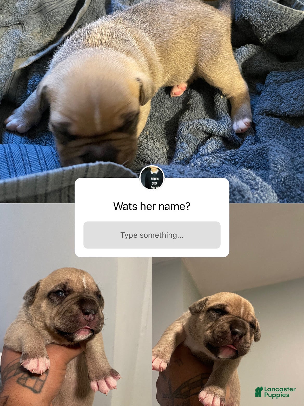 American Bully dogs for sale: American Bully Puppy 8 - Ad 1