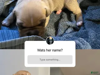 American Bully dogs for sale: American Bully Puppy 8 - Ad 1