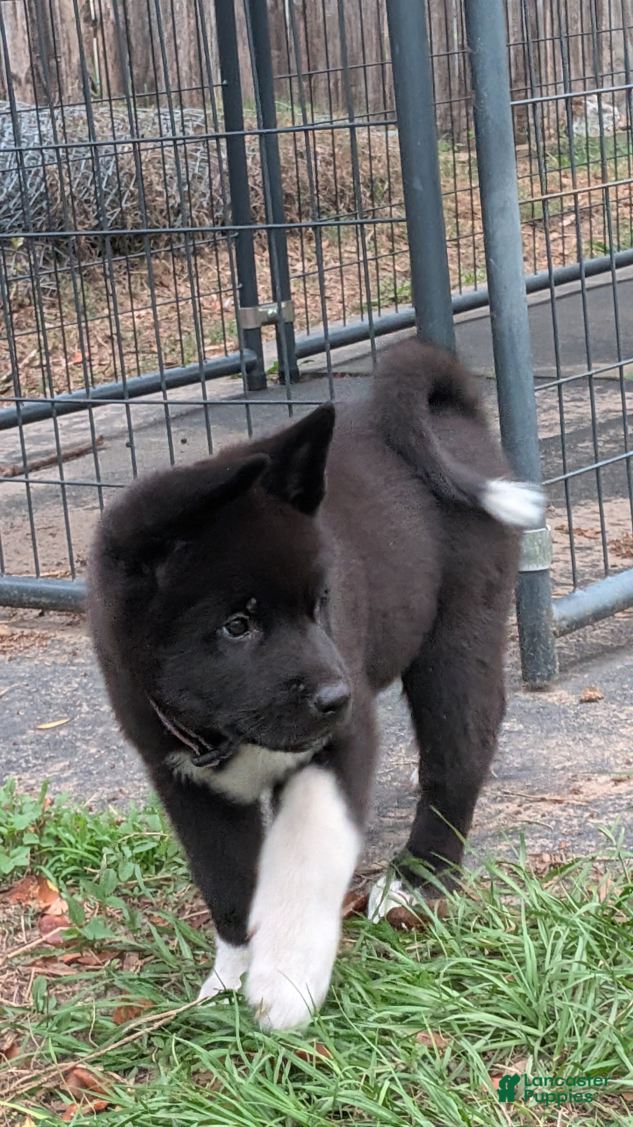 Akita dogs Kimi - Ad 1